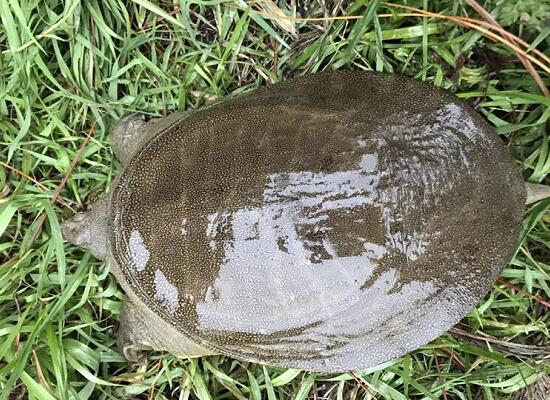 野生甲魚(yú)