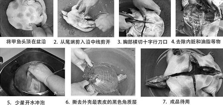 甲魚(yú)的正確殺法
