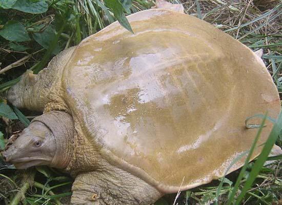 鮮活水產(chǎn)類(lèi)：甲魚(yú)