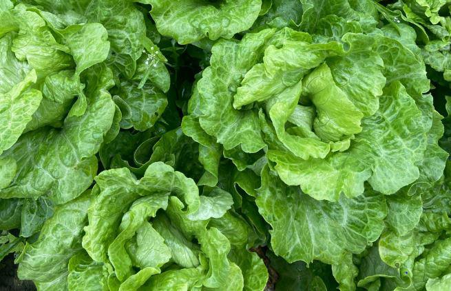 深圳送菜公司為您講解：為什么綠葉蔬菜不宜長時間燜煮？