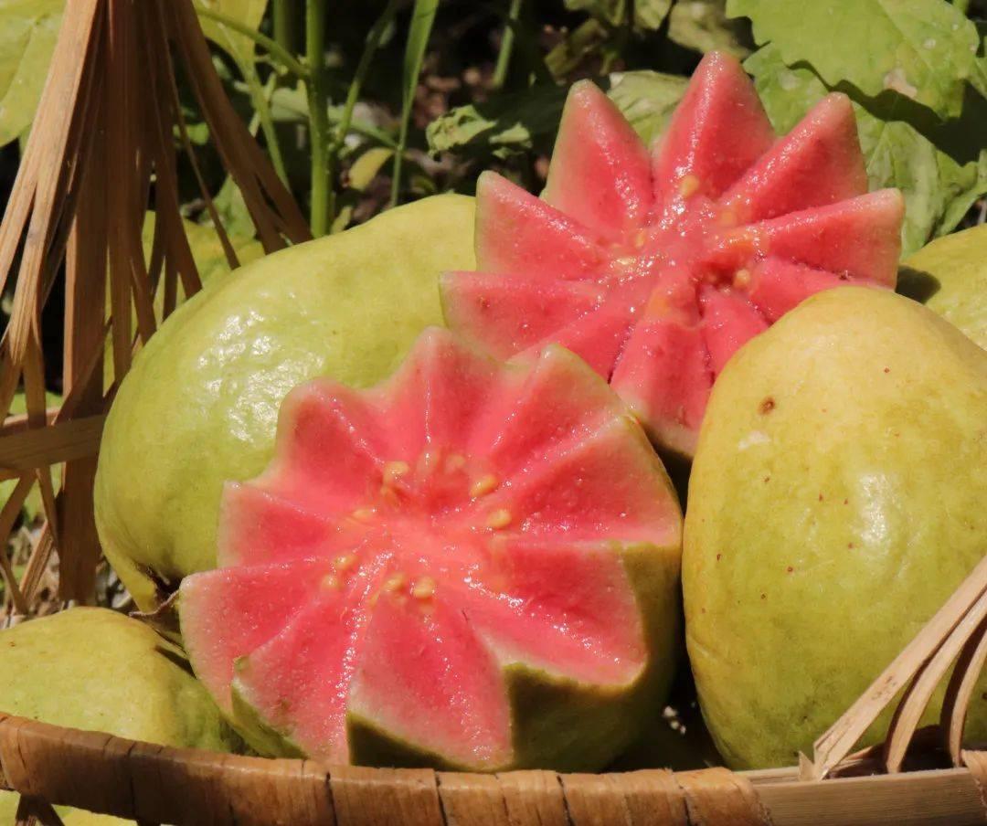 ?惠州生鮮蔬菜配送中心為您科普芭樂的營養(yǎng)價值